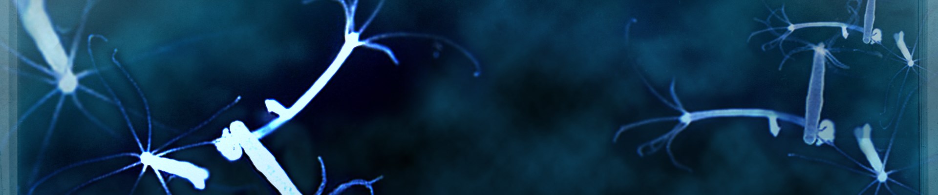 Kraken ссылка тг